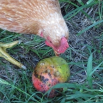 201810 mango2.jpg